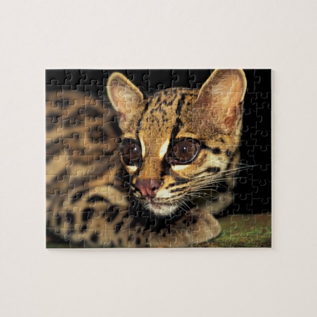 CA, Central Panama, Soberania NP, Margay 2 Jigsaw Puzzle (Horizontal)