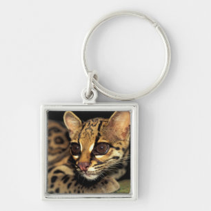 CA, Central Panama, Soberania NP, Margay 2 Key Ring