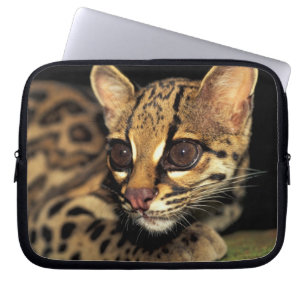 CA, Central Panama, Soberania NP, Margay 2 Laptop Sleeve