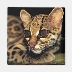 CA, Central Panama, Soberania NP, Margay 2 Magnet