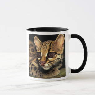 CA, Central Panama, Soberania NP, Margay 2 Mug