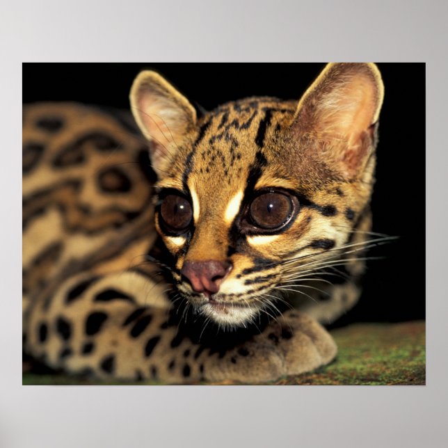 CA, Central Panama, Soberania NP, Margay 2 Poster (Front)