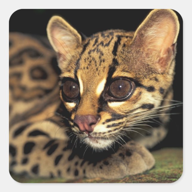 CA, Central Panama, Soberania NP, Margay 2 Square Sticker (Front)