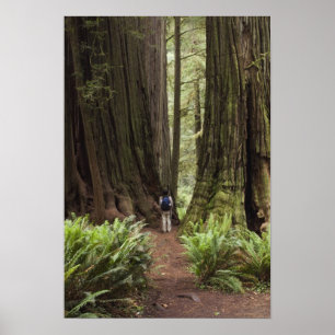 CA, Jedediah Smith Redwoods State Park, Poster