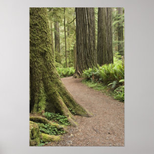 CA, Jedediah Smith State Park, Simpson-Reed Poster