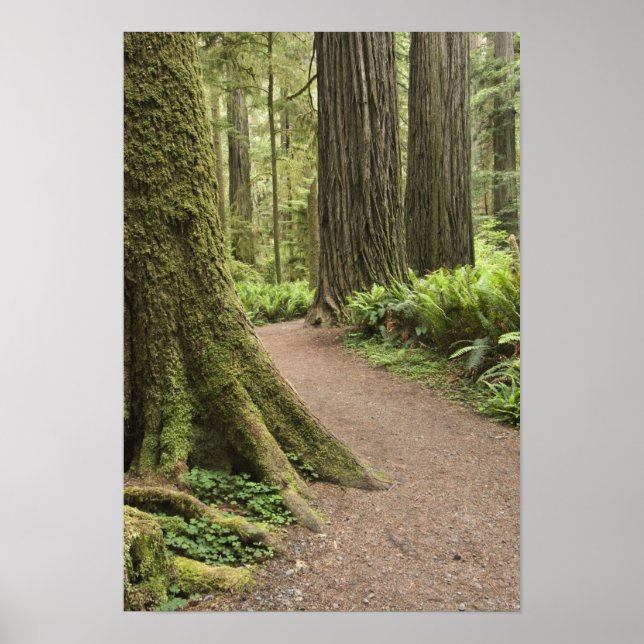 CA, Jedediah Smith State Park, Simpson-Reed Poster (Front)