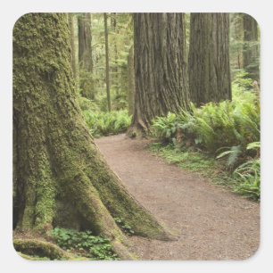 CA, Jedediah Smith State Park, Simpson-Reed Square Sticker