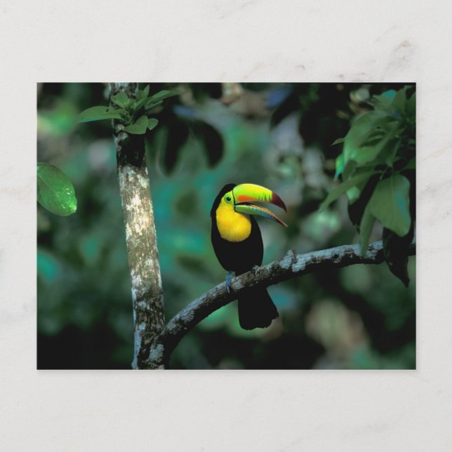 CA, Panama, Soberania NP, Keel-billed Tucan in Postcard (Front)