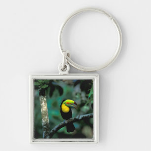 CA, Panama, Soberania NP, Keel-billed Tuccan Key Ring