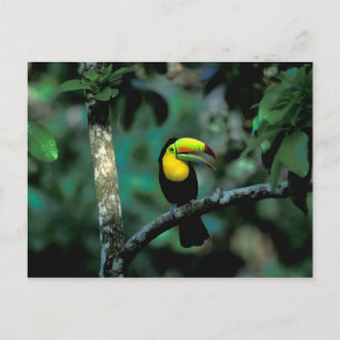 CA, Panama, Soberania NP, Keel-billed Tuccan Postcard
