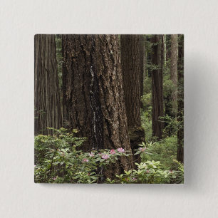 CA, Prairie Creek State Park, Coast 15 Cm Square Badge