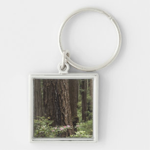 CA, Prairie Creek State Park, Coast Key Ring