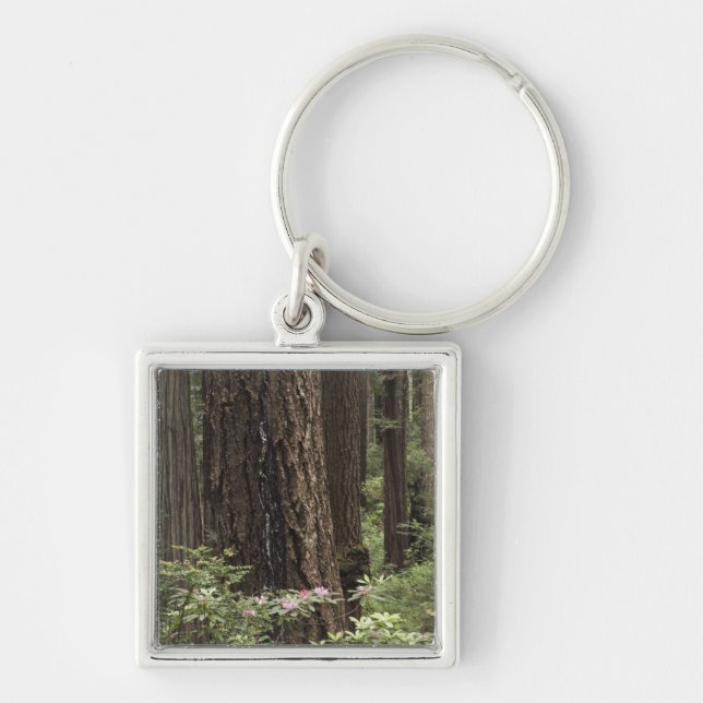 CA, Prairie Creek State Park, Coast Key Ring (Front)