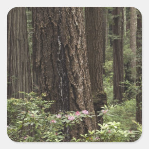 CA, Prairie Creek State Park, Coast Square Sticker