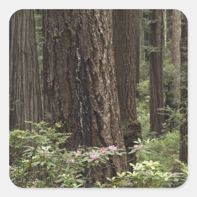 CA, Prairie Creek State Park, Coast Square Sticker (Front)