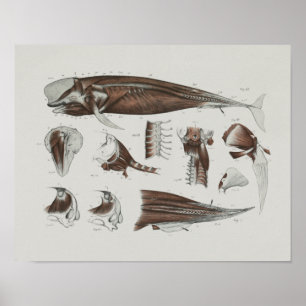 Caaing Pilot Whale Anatomy Print Marine Biology