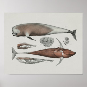 Caaing Pilot Whale Anatomy Print Marine Biology