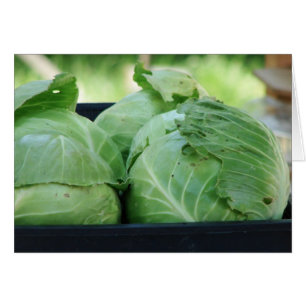 Cabbage