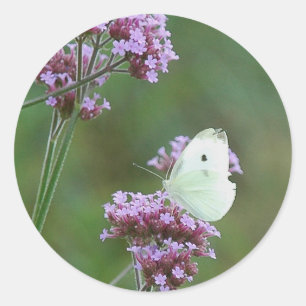 Cabbage Butterfly Classic Round Sticker