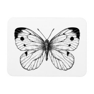 Cabbage butterfly magnet
