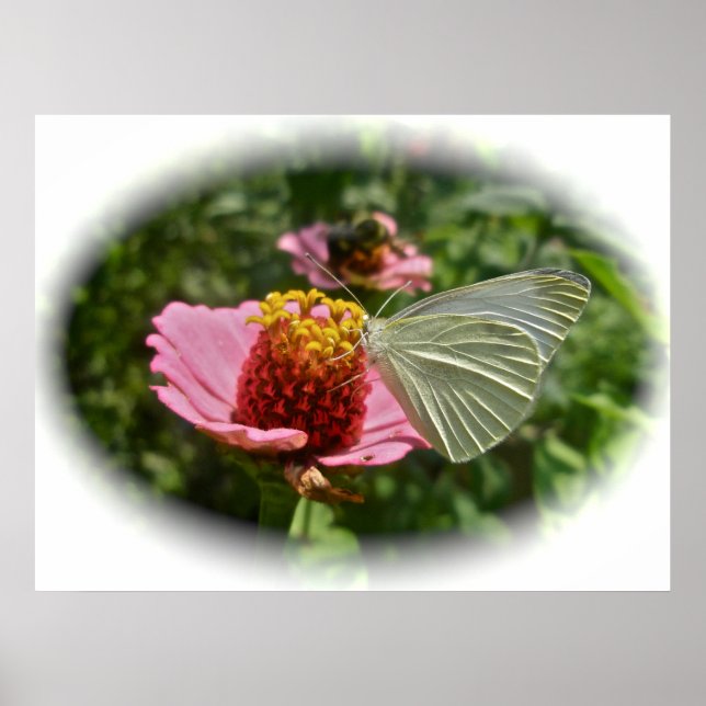 Cabbage Butterfly on Zinnia Poster (Front)