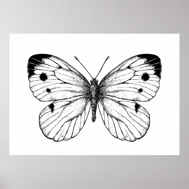 Cabbage butterfly poster (Front)