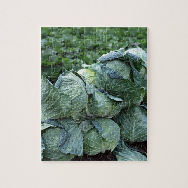 Cabbage Jigsaw Puzzle (Vertical)