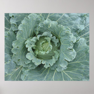 Cabbage Leaves, Cabbage Plant Top Poster