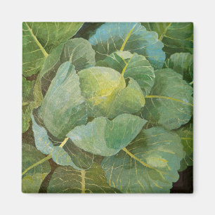 Cabbage Magnet