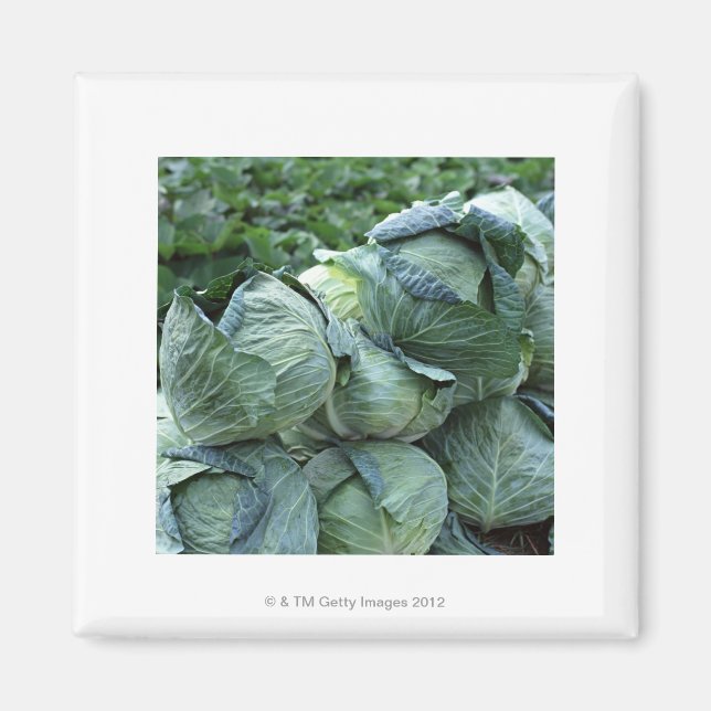 Cabbage Magnet (Front)