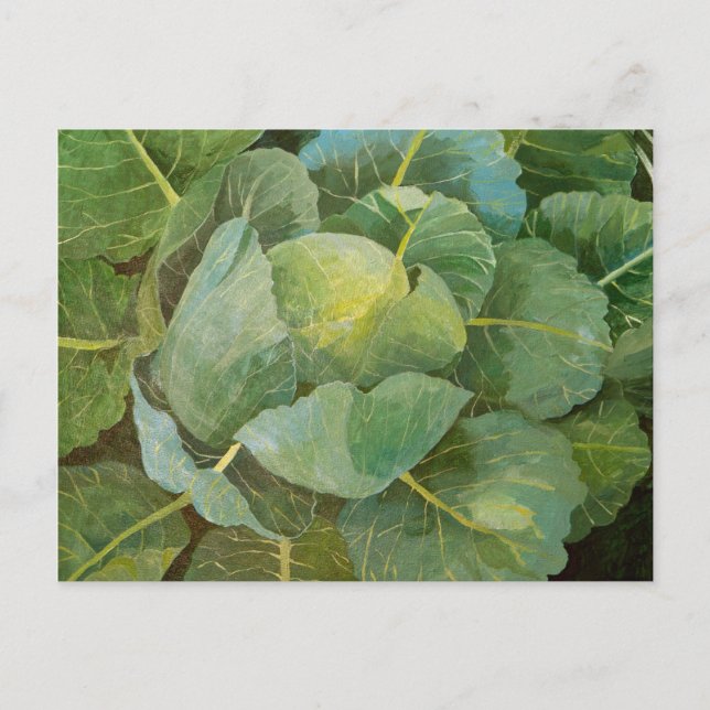 Cabbage Postcard (Front)