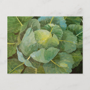 Cabbage Postcard