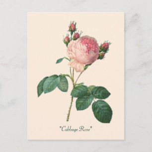Cabbage Rose Botanical Floral Postcard