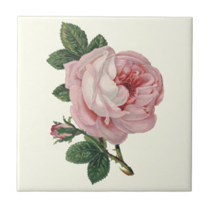 Cabbage Rose of Soft Pastel Pink and Green Leaves Ceramic Tile