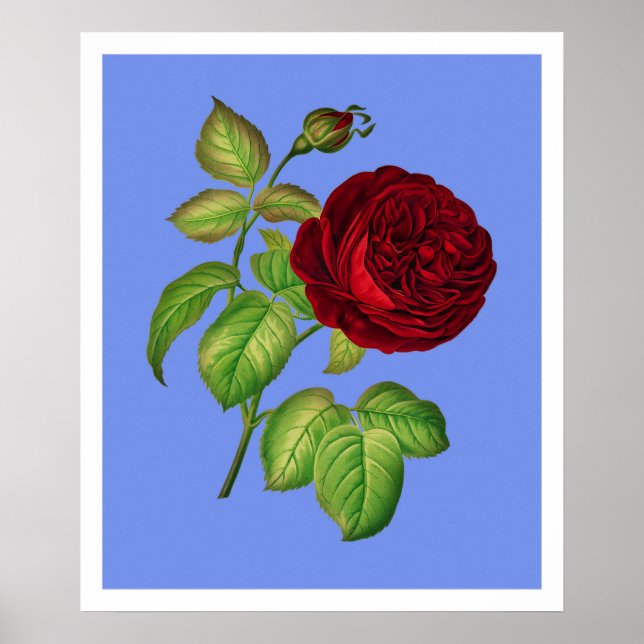 Cabbage Rose Poster (Front)