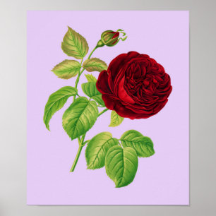 Cabbage Rose Poster