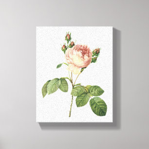cabbage rose (Rosa centifolia) by Redouté Canvas Print