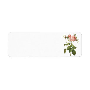 cabbage rose (Rosa centifolia foliacea) by Redout Return Address Label