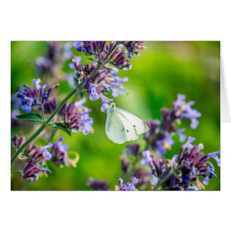 Cabbage White Butterfly