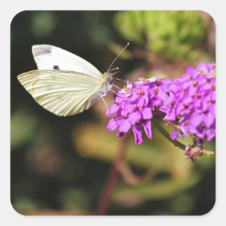 Cabbage White Butterfly Square Sticker