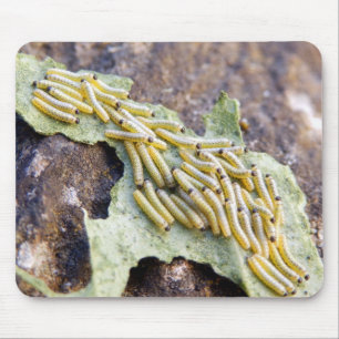 Cabbage White Caterpillars Mouse Mat