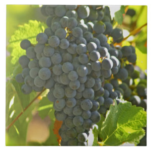 Cabernet Sauvignon grape bunch in the Chateau Ceramic Tile