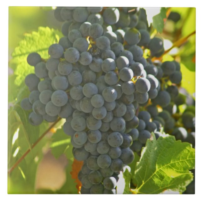 Cabernet Sauvignon grape bunch in the Chateau Ceramic Tile (Front)