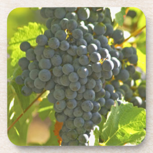 Cabernet Sauvignon grape bunch in the Chateau Coaster