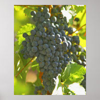 Cabernet Sauvignon grape bunch in the Chateau