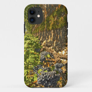 Cabernet Sauvignon vines in a row in the iPhone 11 Case