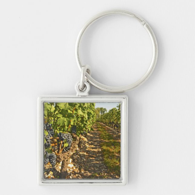 Cabernet Sauvignon vines in a row in the Key Ring (Front)