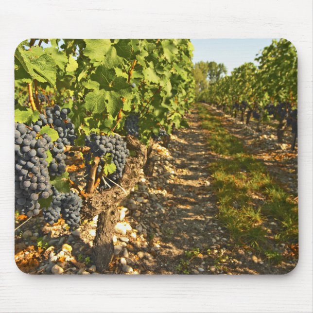 Cabernet Sauvignon vines in a row in the Mouse Pad (Front)