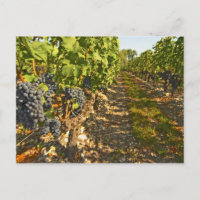 Cabernet Sauvignon vines in a row in the