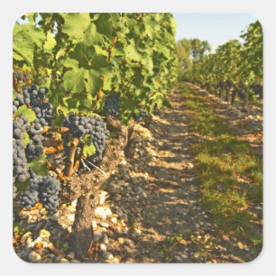 Cabernet Sauvignon vines in a row in the Square Sticker
